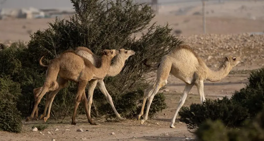 Qatar: Recent rains have contributed to renewal of vegetation cover in meadows, desert areas