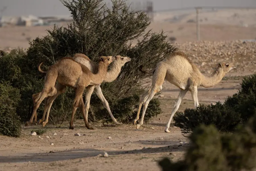 Qatar eyes 20 climatetech unicorns by 2040