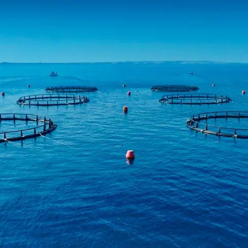 هيئة البيئة – أبوظبي تسجل إنجازاً غير مسبوق بارتفاع مؤشر مصائد الأسماك المستدامة إلى 100%