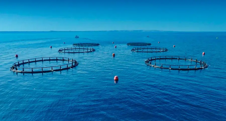 هيئة البيئة – أبوظبي تسجل إنجازاً غير مسبوق بارتفاع مؤشر مصائد الأسماك المستدامة إلى 100%