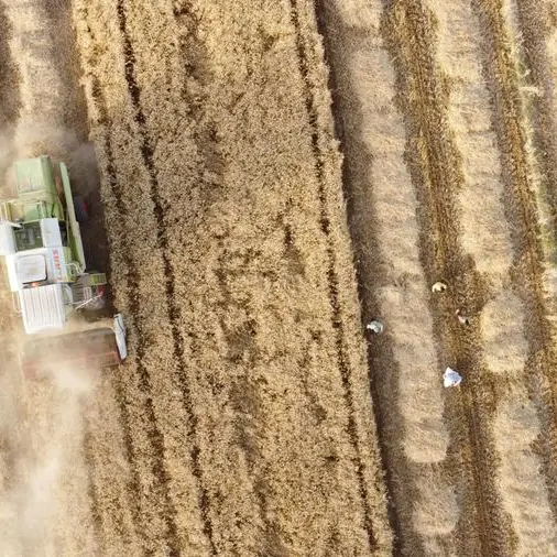Wheat and corn extend rebound while soybeans lag