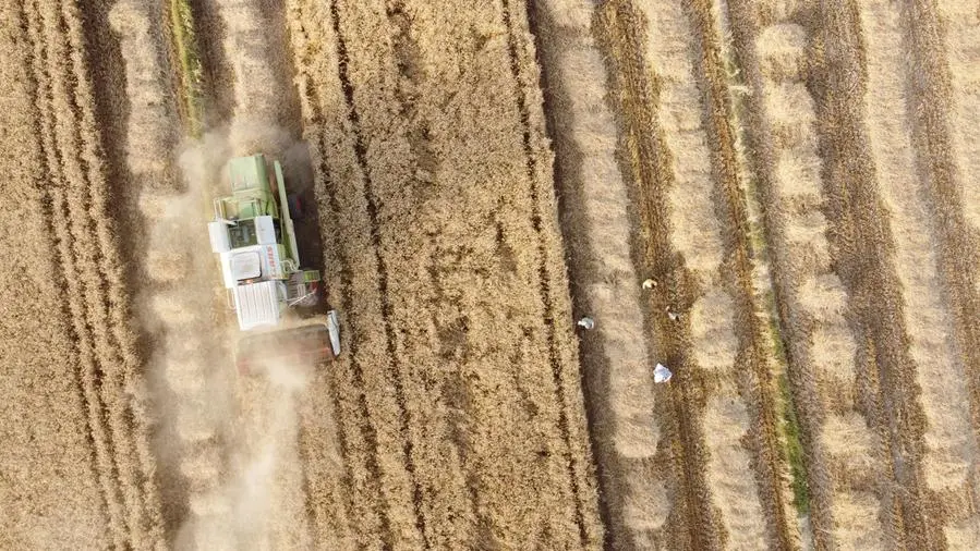 Wheat and corn extend rebound while soybeans lag