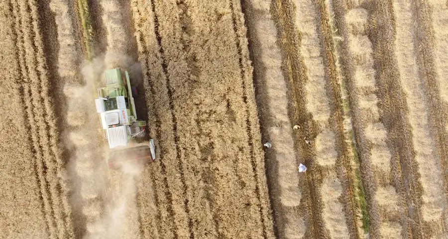 Wheat and corn extend rebound while soybeans lag