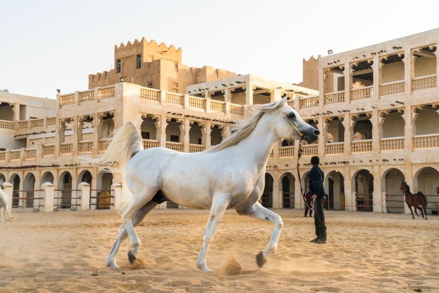 Qatar to award equestrian facilities contract in Q4