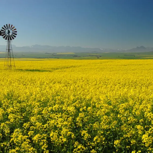 South Africa's canola harvest reaches record levels in 2024