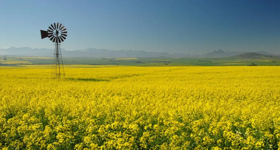 South Africa's canola harvest reaches record levels in 2024