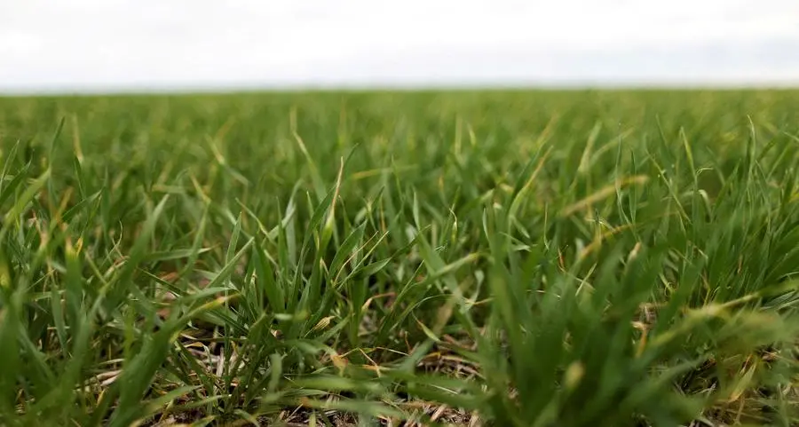 Wheat up as U.S. rain assessed, corn and soybeans drift