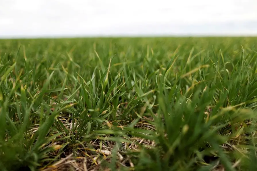 FILE PHOTO: Fields of wheat are seen on farmland near Azul, Argentina September 30, 2019. Picture taken September 30, 2019. REUTERS/Agustin Marcarian. , Reuters