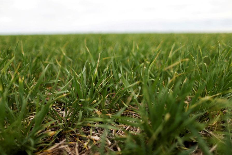 Chicago oilseed and grain futures wobble over Iran war uncertainty