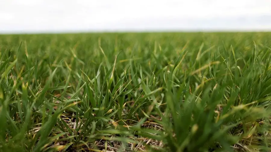 Chicago oilseed and grain futures wobble over Iran war uncertainty