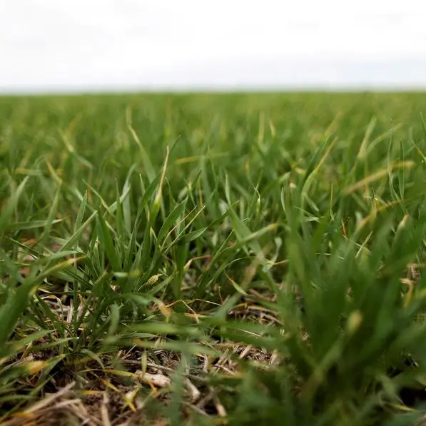 Chicago grains rise with crop weather and Iran war in focus