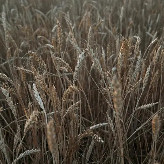 Wheat rebounds on fears of escalating Russia-Ukraine war