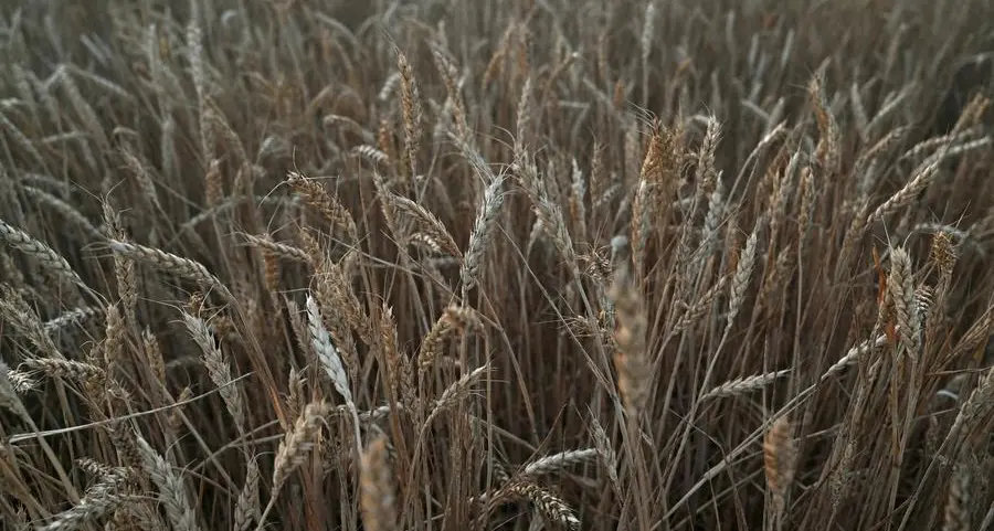 Wheat rebounds on fears of escalating Russia-Ukraine war