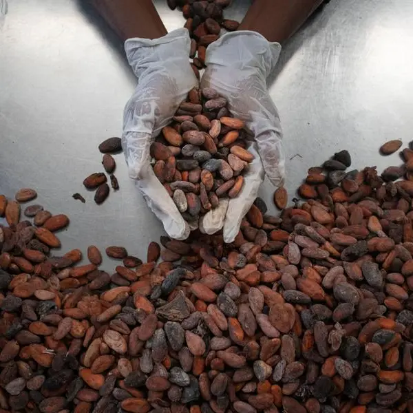Nigeria: Smallholder farmers locked in poverty despite cocoa boom – Report