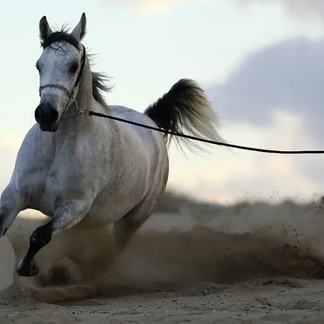 UAE-Germany agreement opens horizons for studbook of Arabian horses worldwide
