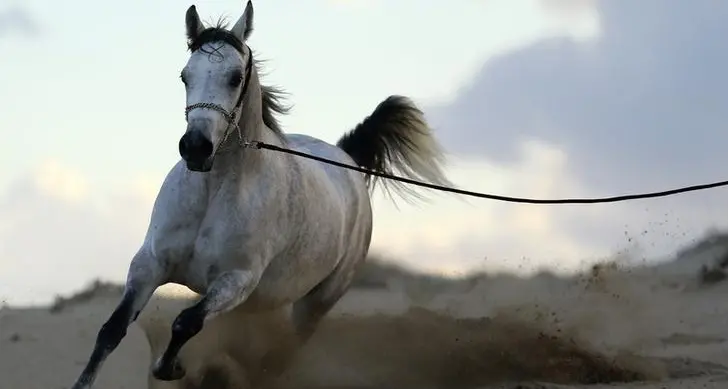 UAE-Germany agreement opens horizons for studbook of Arabian horses worldwide