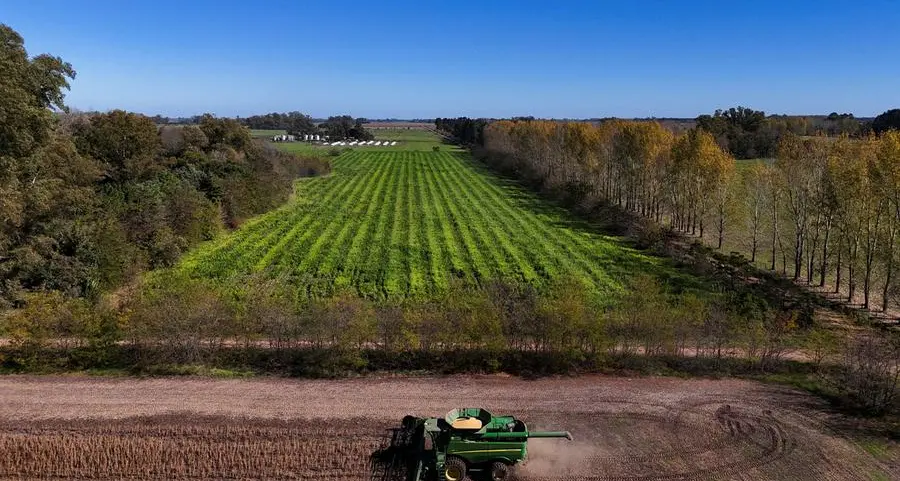Corn resumes slide as strong US crop prospects weigh