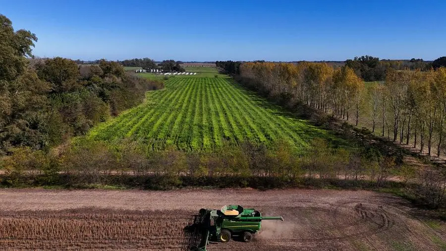 Wheat recoups some losses, but ample supply caps gains
