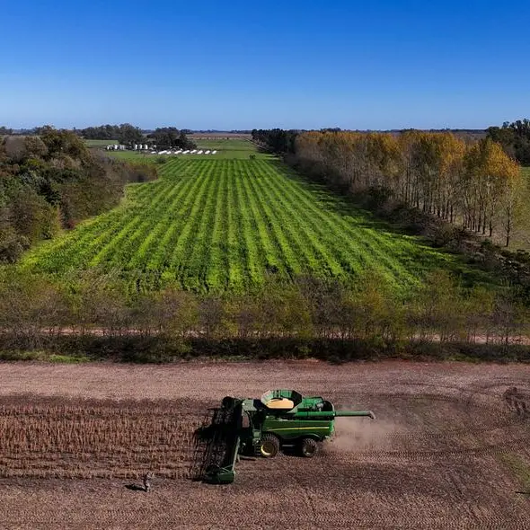 Chicago soybeans fall, but achieve first annual gain in three years