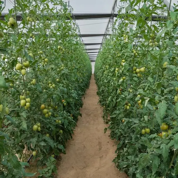 إطلاق برنامج الريادة الزراعية 2026 لتعزيز الابتكار الزراعي وتمكين الشركات الناشئة في دولة الإمارات