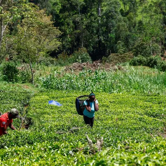 Kenya tea exports hit by Iran conflict as stocks pile up