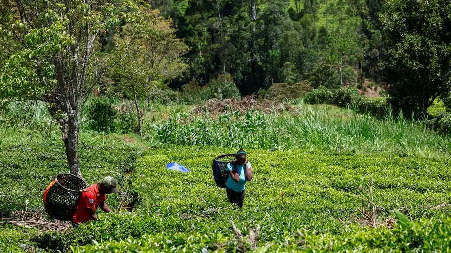 Kenya tea exports hit by Iran conflict as stocks pile up