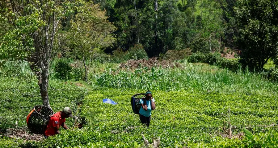 Kenya tea exports hit by Iran conflict as stocks pile up