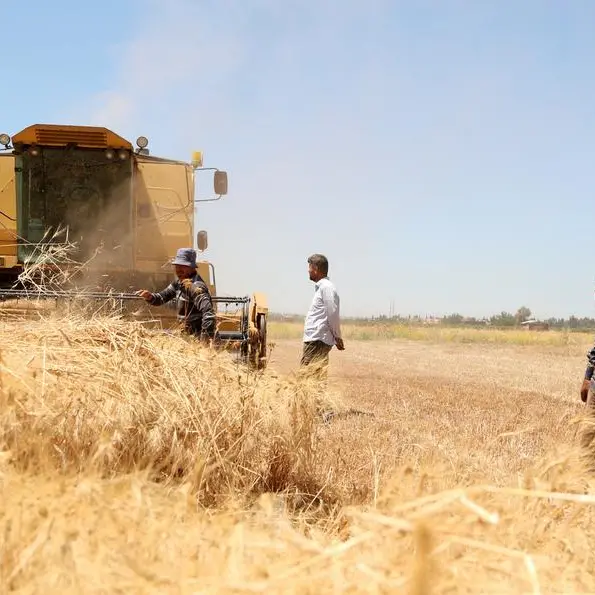 Syria's wheat harvest expected to more than double this year