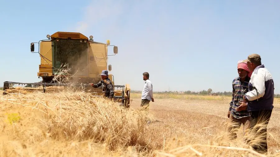 Syria's wheat harvest expected to more than double this year