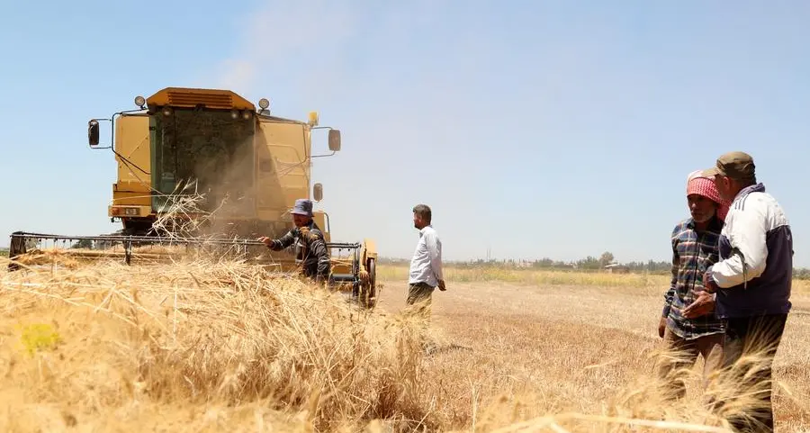 Syria's wheat harvest expected to more than double this year
