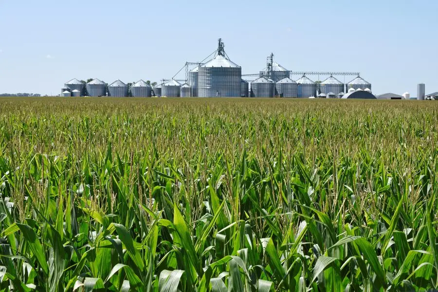 FILE PHOTO: A corn field and storage bins are seen on the Doug Zink farm near Carrington, North Dakota, U.S., August 8, 2019. Picture taken on August 8, 2019. REUTERS/Dan Koeck. , Reuters
