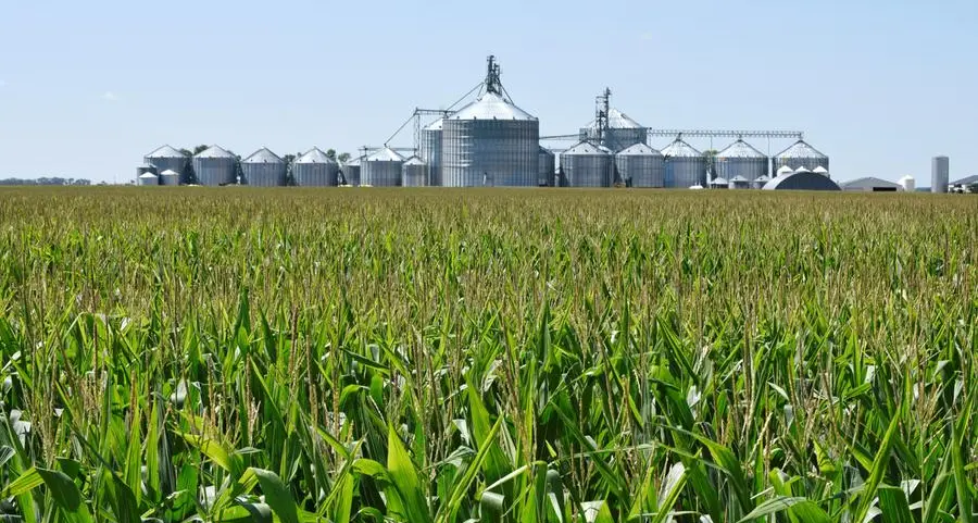 Corn heads for biggest weekly loss since July on abundant supply