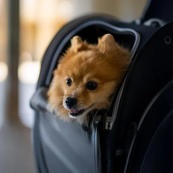 Etihad Airways launches special pets onboard travel offer