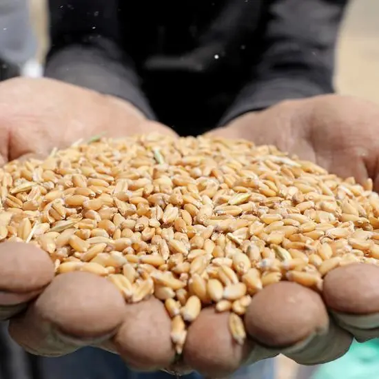 Wheat slips but hovers near one-week peak as war in Ukraine escalates