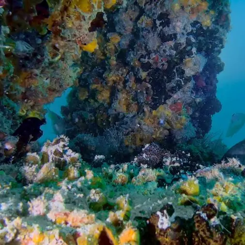 New DUBAI REEF Footage reveals thriving marine life and ecosystem growth in Dubai’s waters