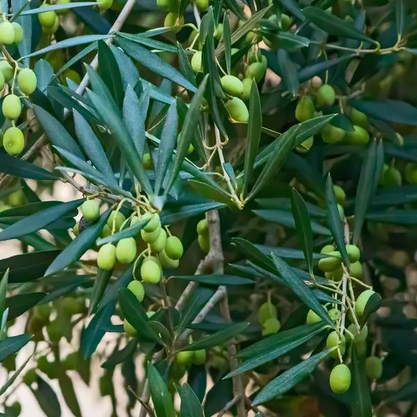 Olive oil: The vital pillar for Tunisian economy