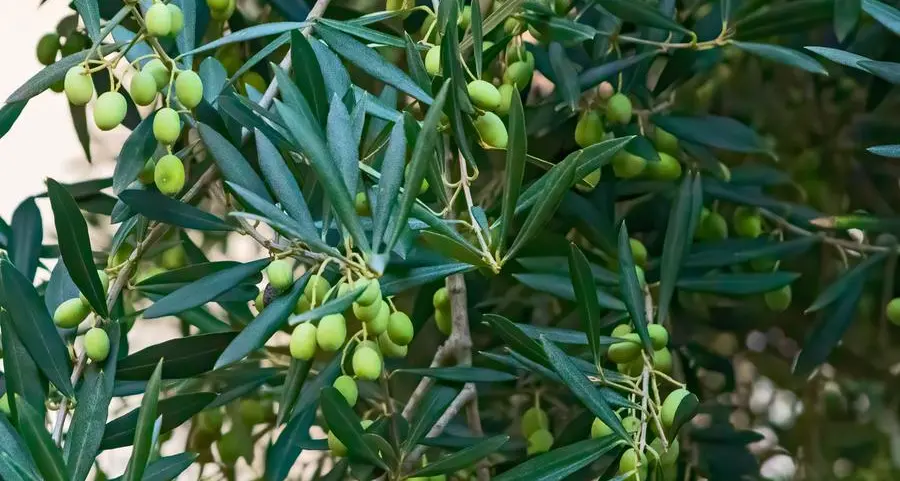 Olive oil: The vital pillar for Tunisian economy