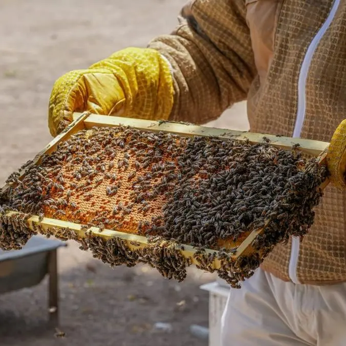 ADAFSA reaffirms commitment to advancing Emirati honeybee breed