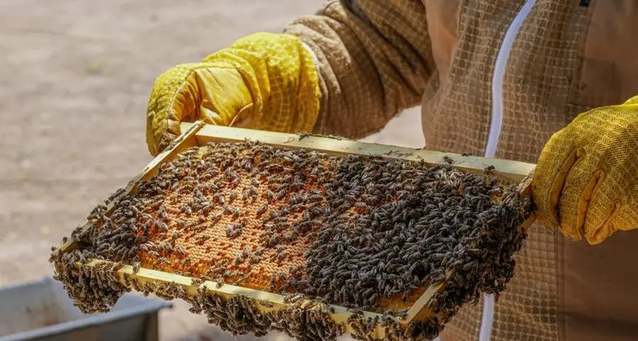 ADAFSA reaffirms commitment to advancing Emirati honeybee breed