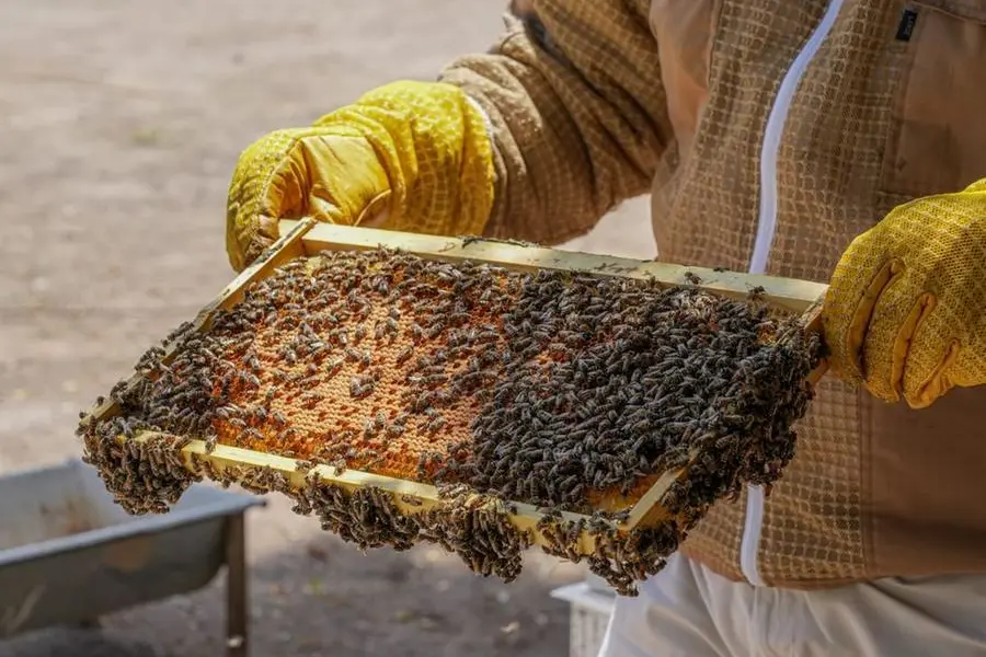 ADAFSA reaffirms commitment to advancing Emirati honeybee breed. Image courtesy: WAM
