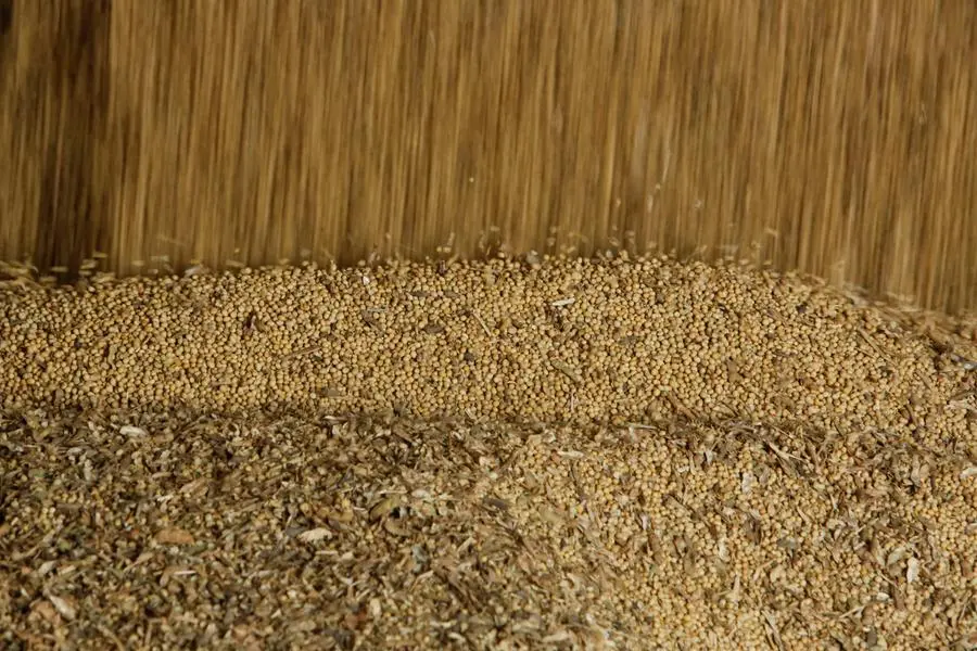 Soybeans are unloaded at a silo, in San Antonio, Paraguay July 12, 2024. REUTERS/Cesar Olmedo. , Reuters