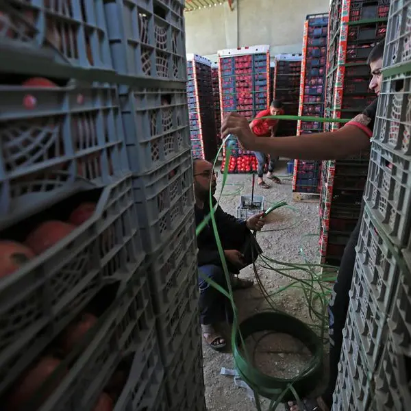 Egypt exports 210,000 tonnes of food, agricultural products in one week