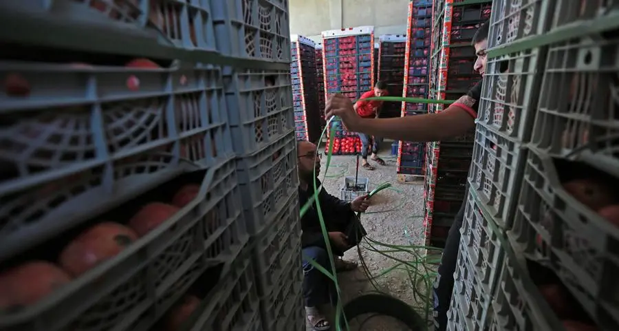 Egypt exports 210,000 tonnes of food, agricultural products in one week