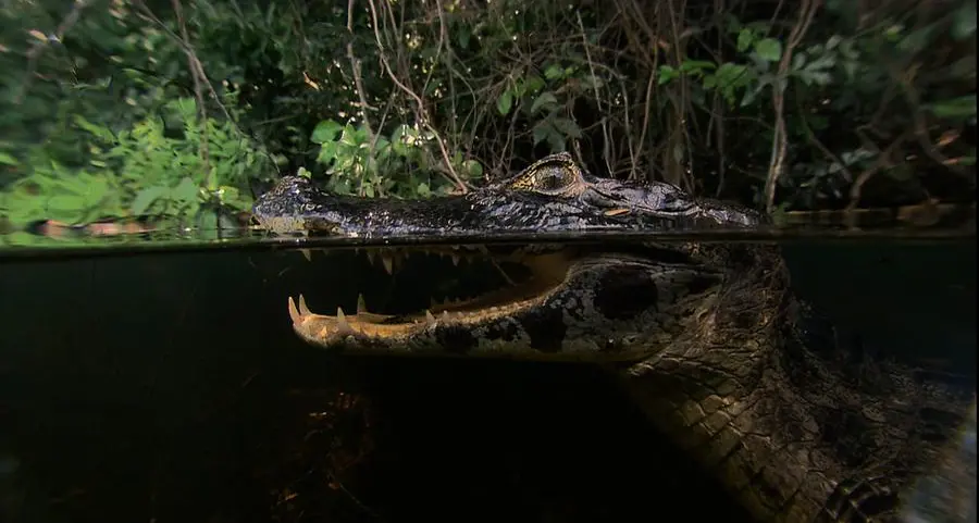 Wedotv expands its fast channel reach in the Middle East