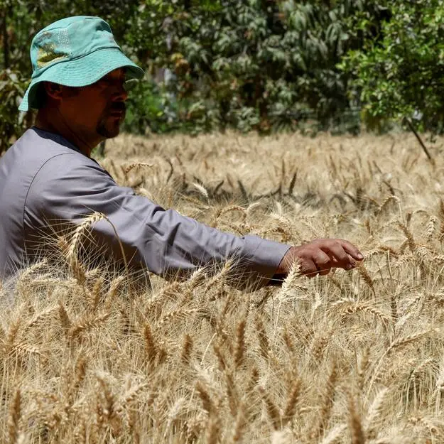 Egypt buys nearly 2.4mln tons of wheat from local farmers, official data shows