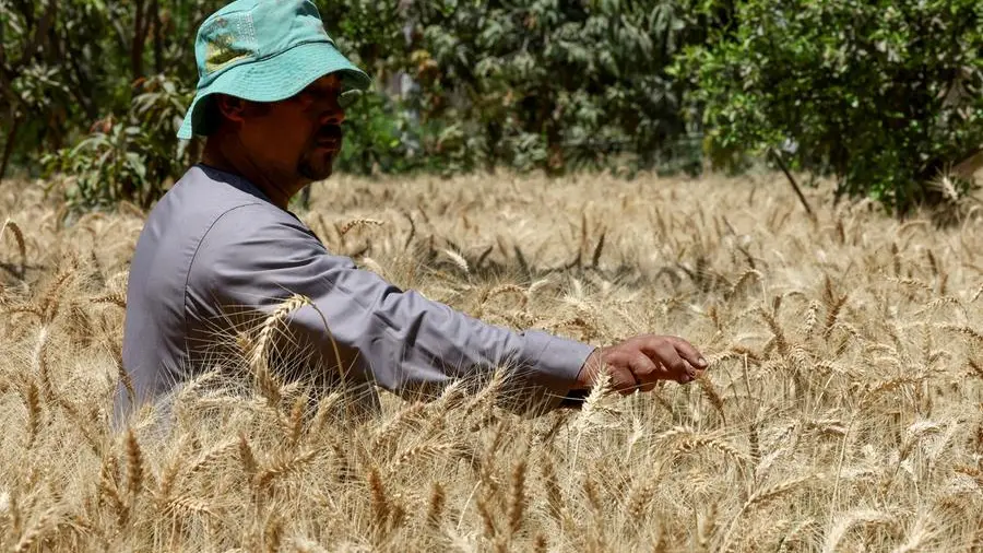 Egypt buys nearly 2.4mln tons of wheat from local farmers, official data shows