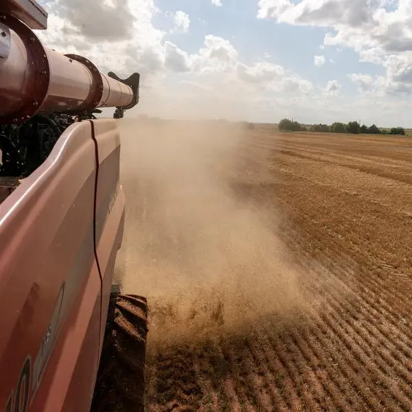 Wheat poised for weekly gain on dryness concerns