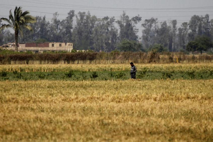Wheat extends gains on adverse US weather, Middle East tensions