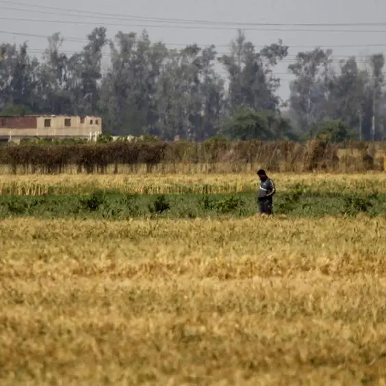 Wheat extends gains on adverse US weather, Middle East tensions