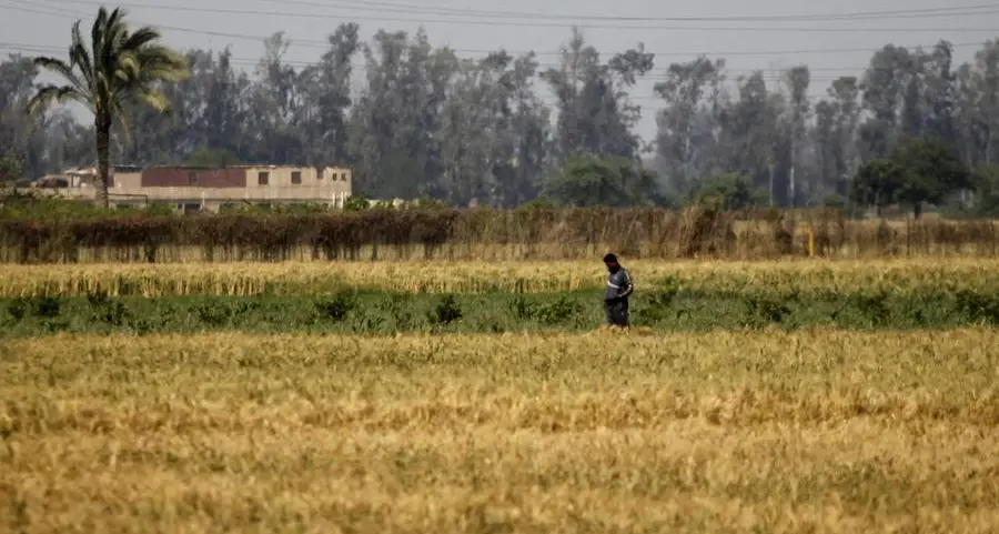 Wheat extends gains on adverse US weather, Middle East tensions